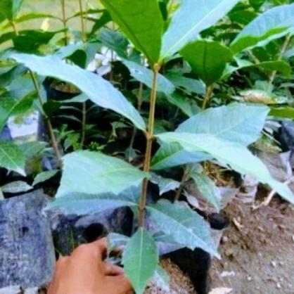 Bibit Bunga Wisteria Ungu Tanaman