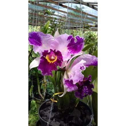 Anggrek Cattleya Chan Hsiu Jewel Shan Mei
