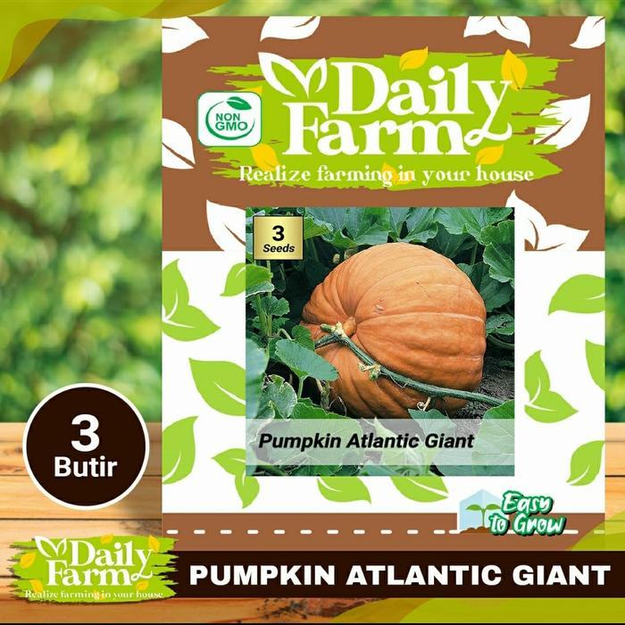 Benih Labu Raksasa - Benih Pumpkin Atlantic Giant -