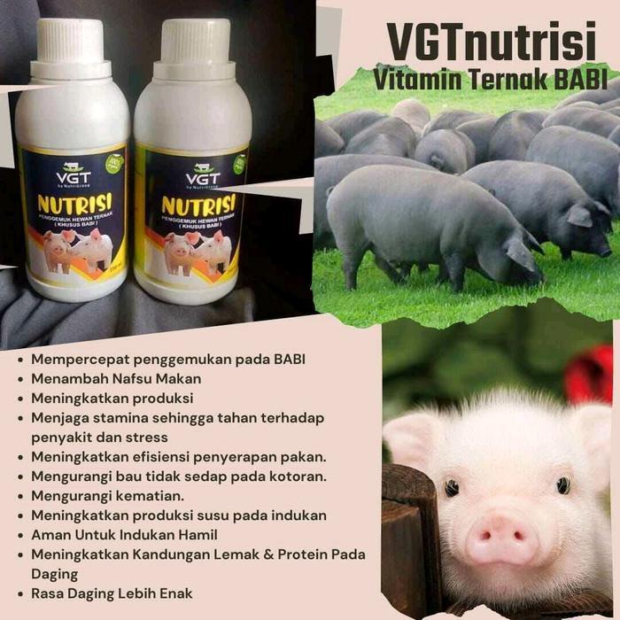 BABI GEMUK VITAMIN TERNAK BABI, VGT NUTRISI UNTUK BABI