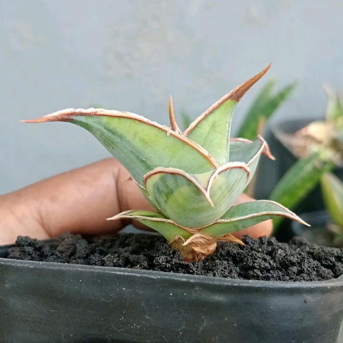 Sansevieria Pinguiculata Varigataa