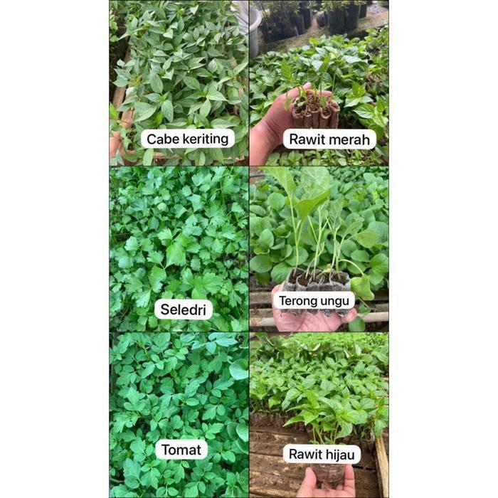 Kebun Naoki-Paket Campur 30 Bibit Sayuran Dengan 6 Jenis Bibit