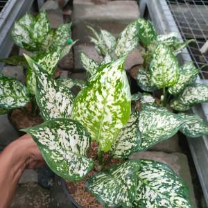 aglonema dut white anjamani