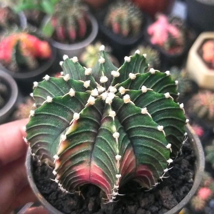 Kaktus LB Ori Variegata Seedling