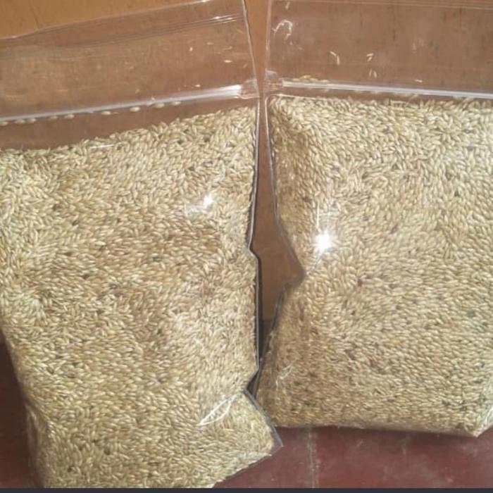 BIBIT RUMPUT/BIJI RUMPUT PAKAN TERNAK