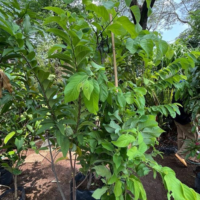 tanaman buah srikaya / pohon buah srikaya