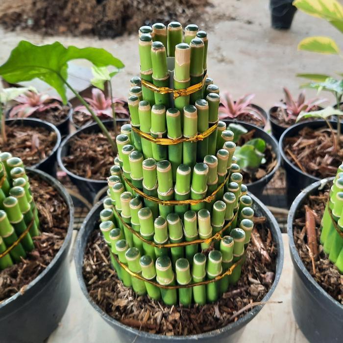 bambu sri rejeki tanaman bambu hoki