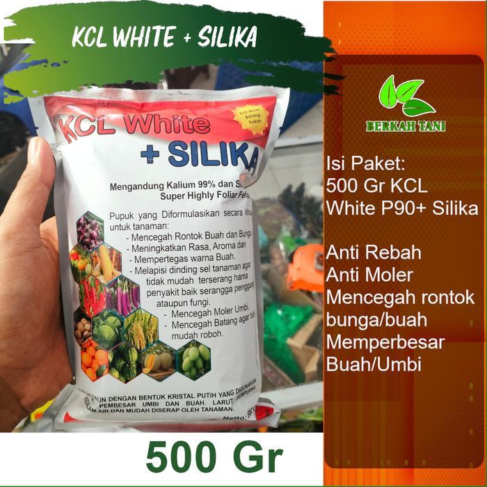 Terangbenderangshop Kcl White Plus Silika 500 Gram Anti Rebah Batang