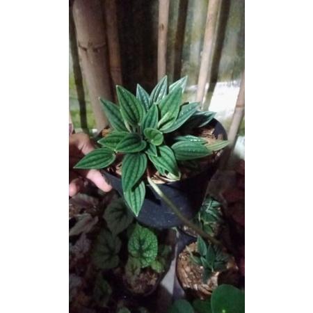 Tanaman hias peperomia rosso / peperomia roso