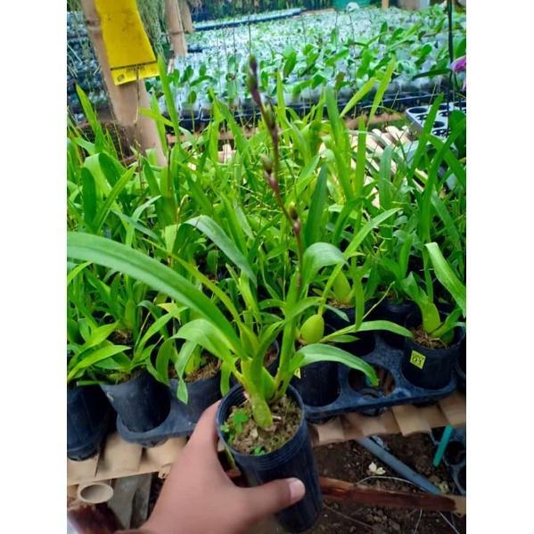 Oncidium Wild cat Hybrid