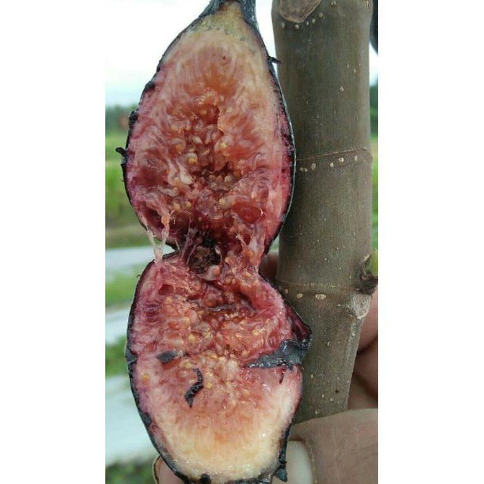 Bibit Buah Tin jenis Black LDA