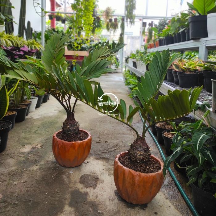 ZAMIA FURFURACEA / ZAMIA SIKAS / ZAMIA