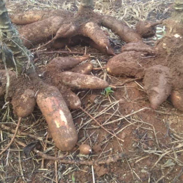 10 Batang Singkong Mentega Ukuran 25Cm Bibit Pohon Singkong Mentega