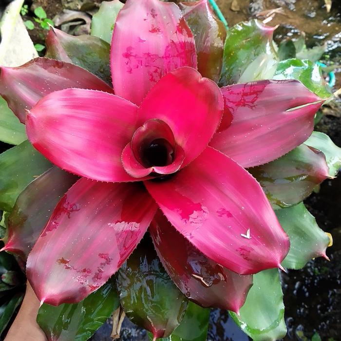 paketan bromelia