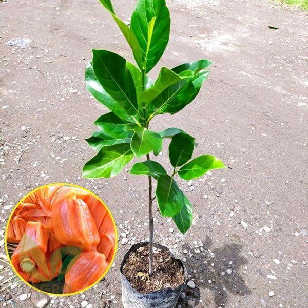 Benih Bibit Nangka Madu Merah Unggulan - Hasil Okulasi