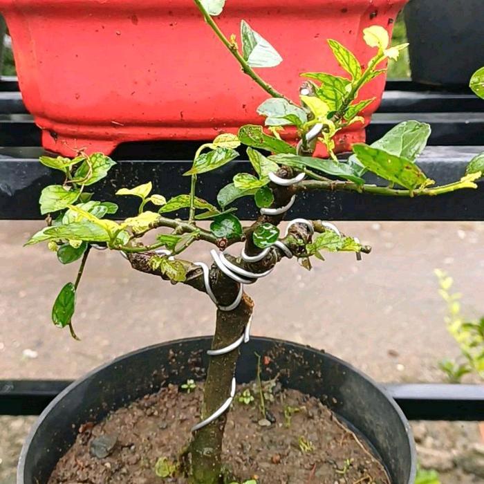 bahan bonsai serut mame murah