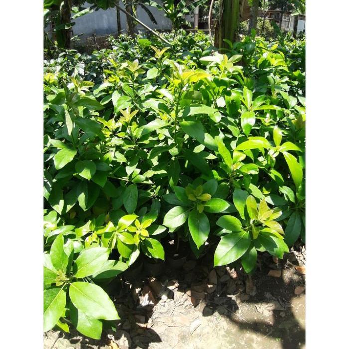 Terangbenderangshop Bibit Buah Alpukat Aligator Bisa Berbuah Dalam Pot