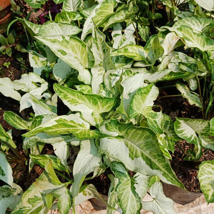 Syngonium magic marble, syngonium, keladi, syngonium variegata