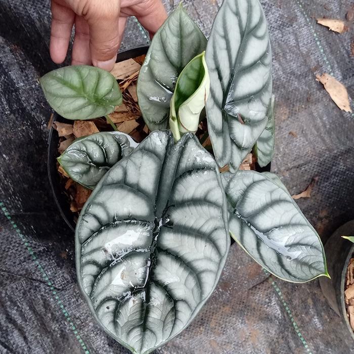 Tanaman Alocasia Dragon Silver Indukan