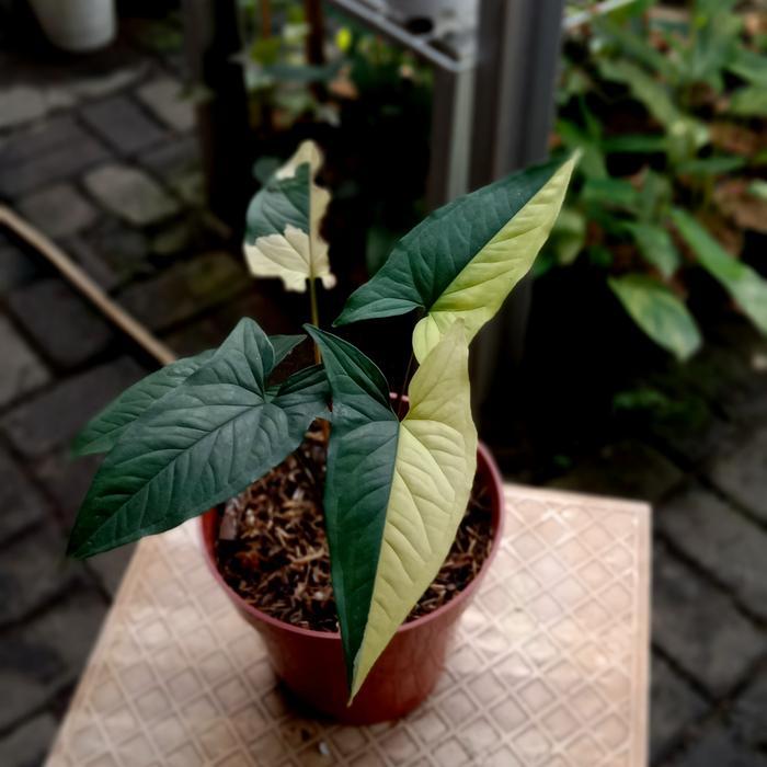 syngonium yellow variegata