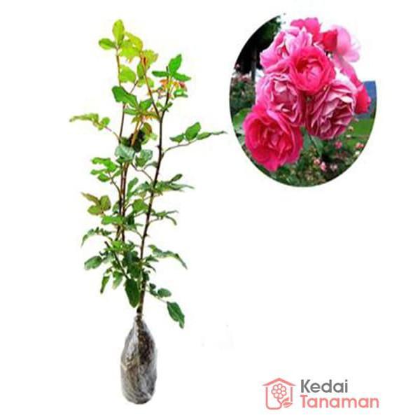Tanaman Hias Bunga Mawar Floribunda Pink