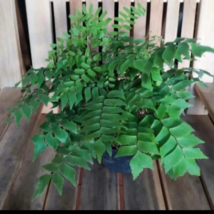 tanaman hias suplir daun besar/suplir gajah