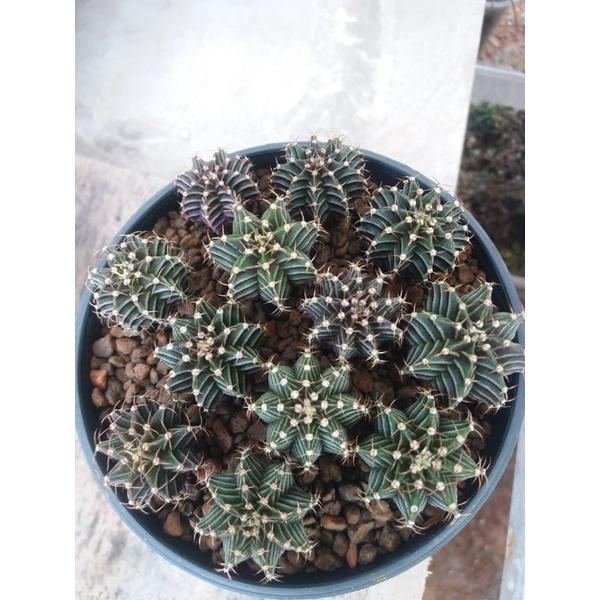 Kaktus Gymno dari biji