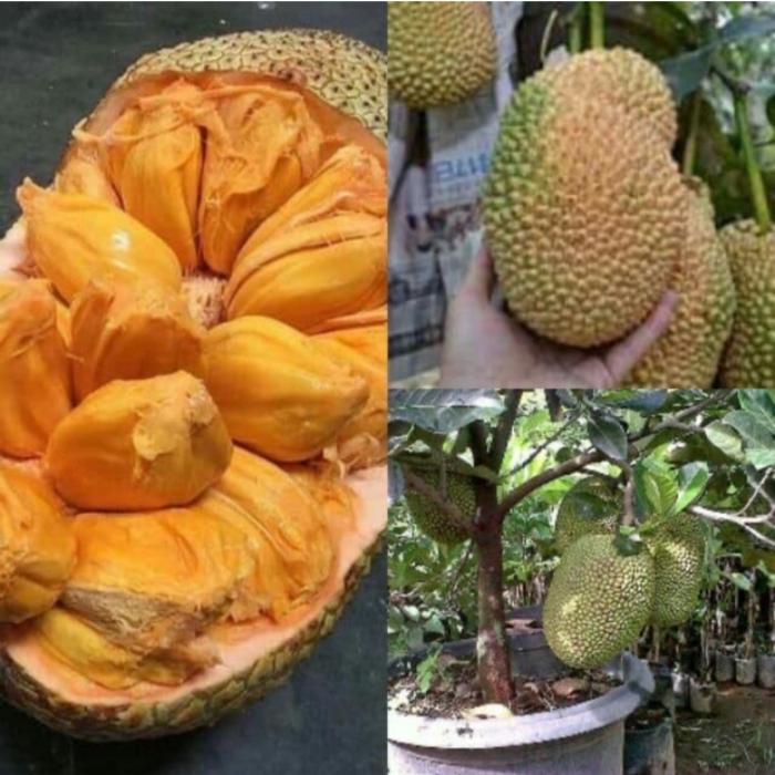 pohon nangka pohon nangka cempedak nangka pedak