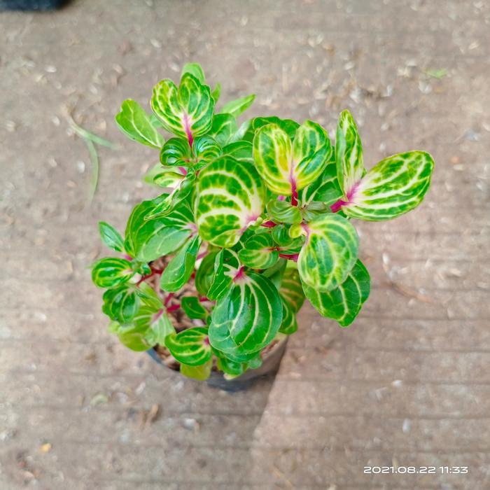 paket 9 jenis tanaman hias miana - tanaman hias miana - tanaman miana