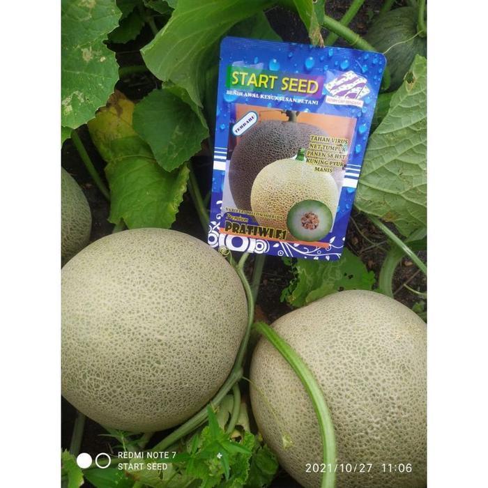 Benih Melon Pratiwi Premium F1 Melon Hibrida Buah manis Kemasan 700