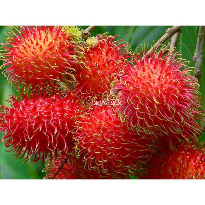 Bibit rambutan binjai sudah berbunga