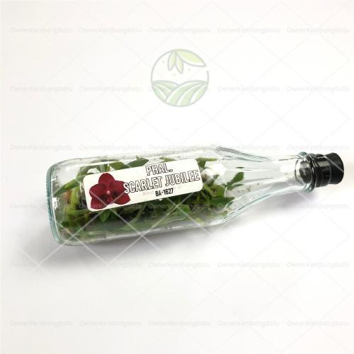 Bibit Benih Anggrek Bulan Botol Anggrek Bulan Botol Benih Anggrek