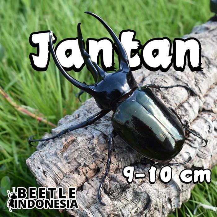 Peliharaan kumbang tanduk