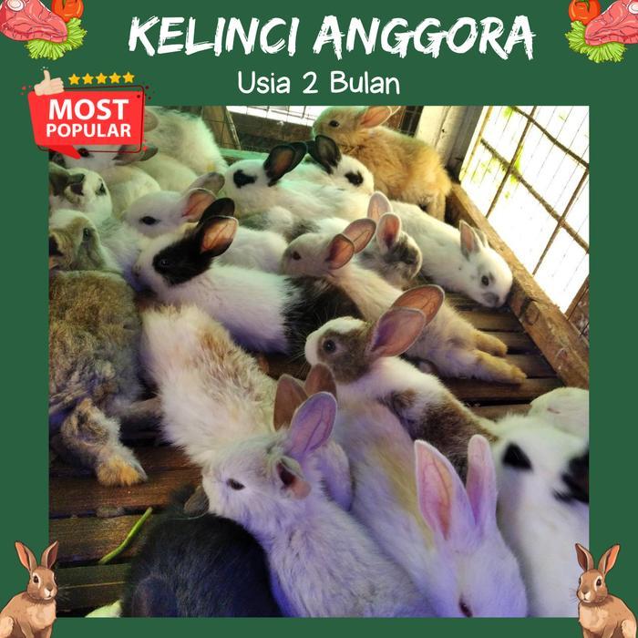 Kelinci Anakan Anggora Lokal Mainan Anak Hewan Peliharaan Hobi #1