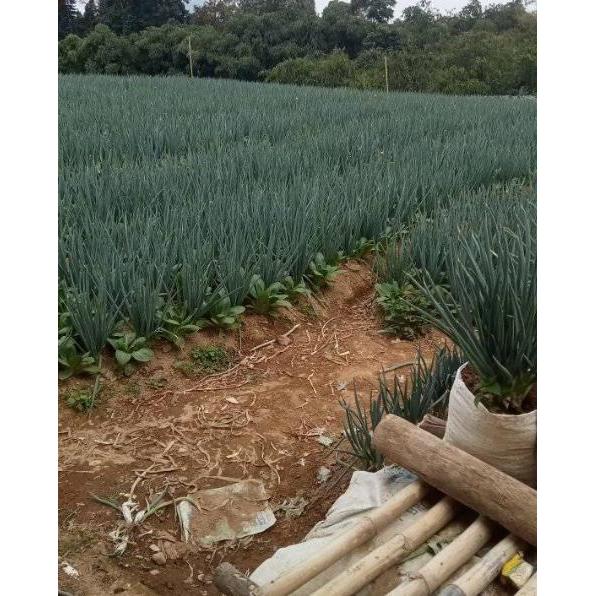 Rabbit_House23 Benih Daun Bawang Allium 1 Gr Unggul Cap Benih Prima Lebat