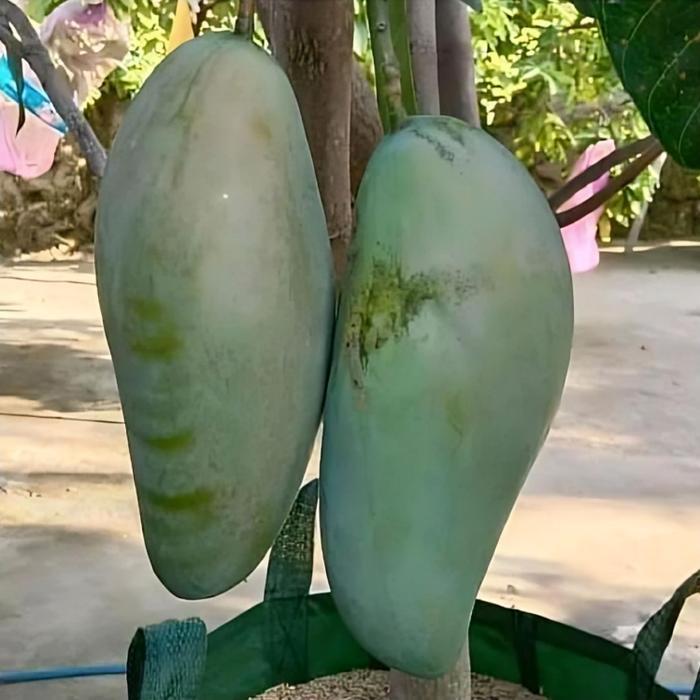Bibit Mangga MAHATIR Berbuah Lebat Mudah Tumbuh Hasil Cangkok Stek Pertanian Mangga Varietas