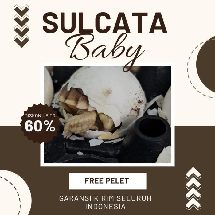 kura kura darat sulcata tortoise lucu murah