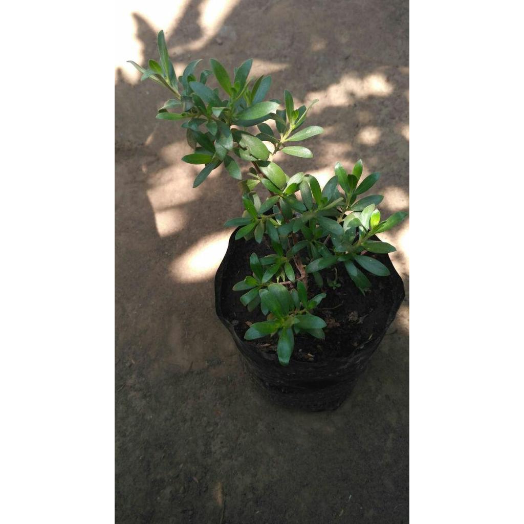 KualitasTerbaik- Bibit Tanaman Kayu Stigi / Santigi (buat hiasan & tasbeh)