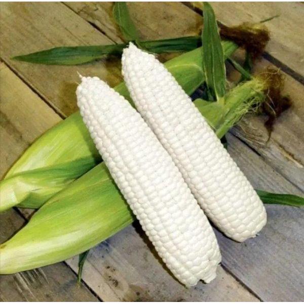 Benih - Biji - Bibit Jagung Putih Unik - White Corn - Jagung Pulut Ketan Putih - Repack Panah Merah