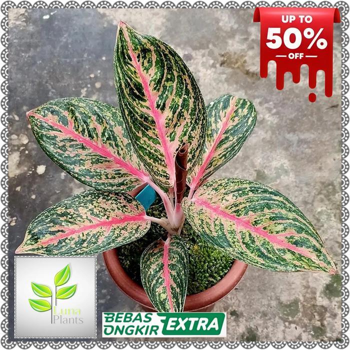 aglonema widuri / tanaman hias aglonema widuri