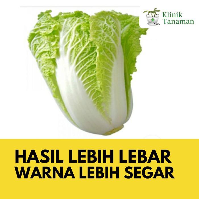 Benih Sawi Putih Belona Chinese Cabbage F1 10gr (8.000 Biji) Sawi Putih Belona Sawi Ta Fung Sawi