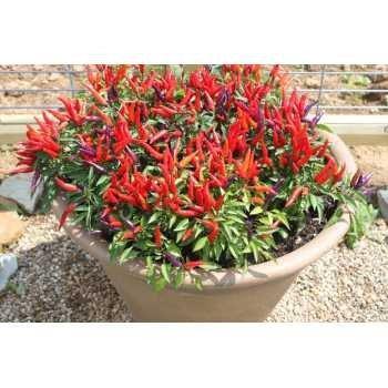 Paket isi 10 Seed - Benih Bibit Cabe Unik Cabe Hias Warna Warni Cabe Pelangi Cabe Hias Cabai