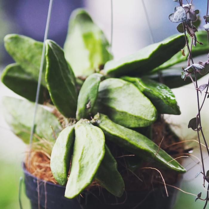 Dischidia Major tanaman unik dan lucu