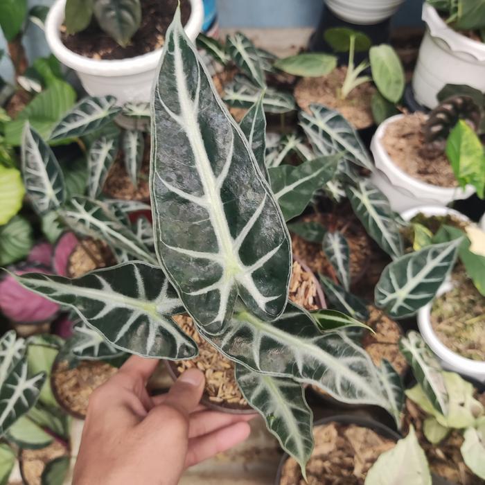 tanaman hias alocasia bambino - alokasia bambino