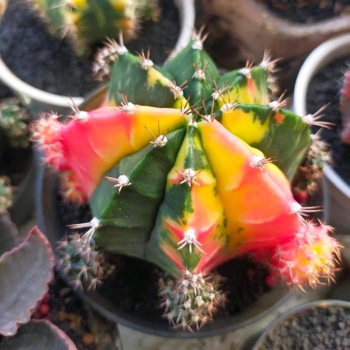 Indukan Gymno Miha Hybrid Variegata Seedling