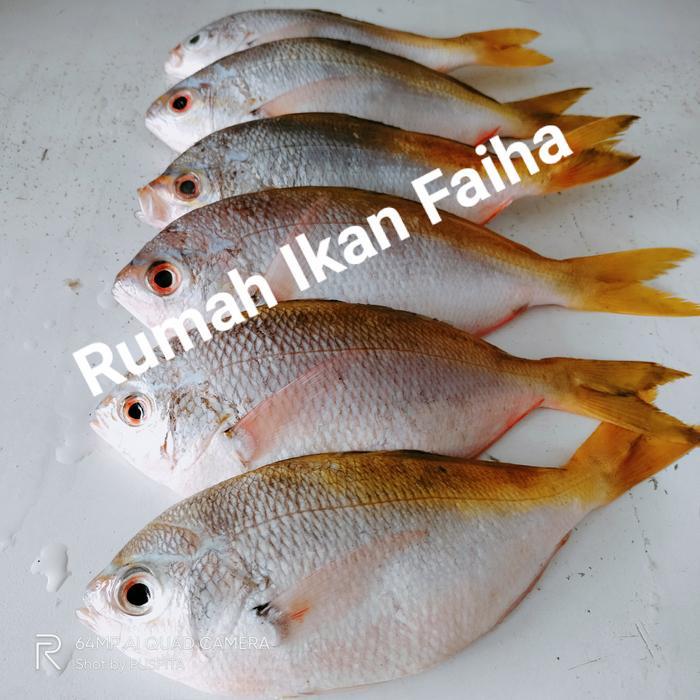 Ikan Ekor Kuning Segar Beku