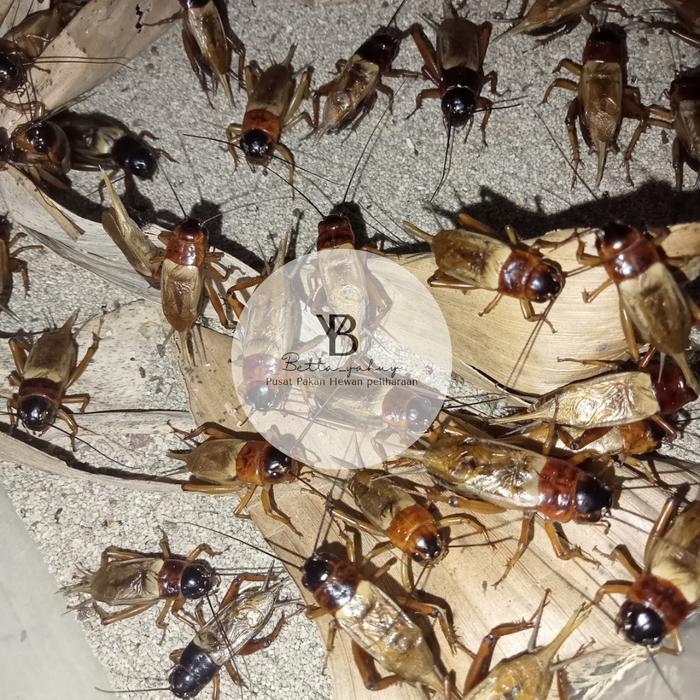 Jangkrik Aduan Pengusir Tikus Suara Nyaring dan Jernih