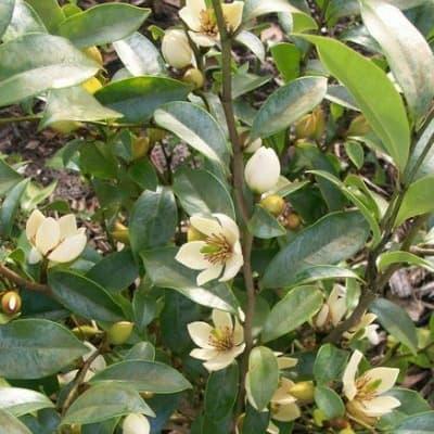 tanaman bunga cempaka mulya