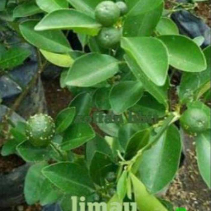 Tanaman buah Jeruk Limau // Jeruk limau buat Sambal