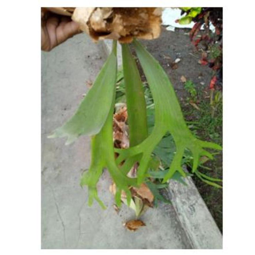 SIMBAR / SIMBAR MENJANGAN / TANDUK RUSA / TANDUK RUSA SPESIAL